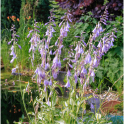 FUNKIA MEDIOVARIEGATA Hosta