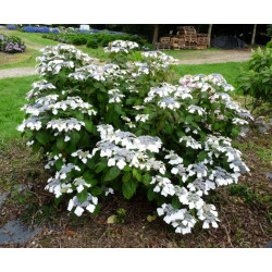 HORTENSJA Mariesii Grandiflora