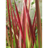 IMPERATA CYLINDRYCZA TRAWA RED BARON