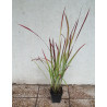 IMPERATA CYLINDRYCZA TRAWA RED BARON