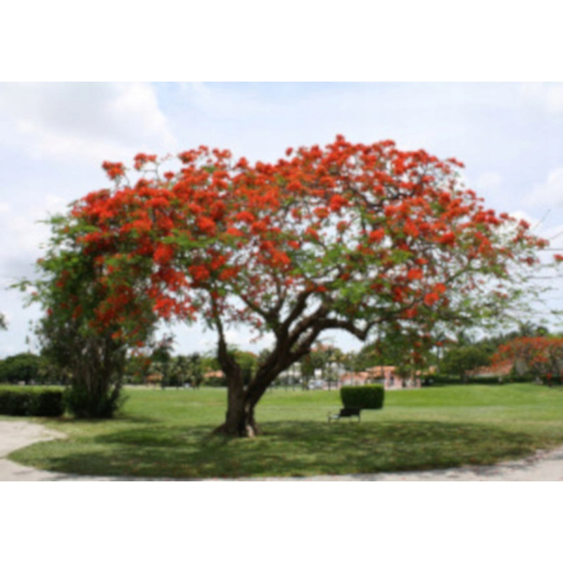 PŁOMIEŃ AFRYKI Delonix regia