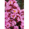 LAGERSTROEMIA EVELINE