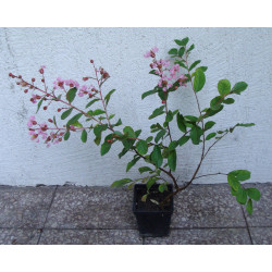 LAGERSTROEMIA EVELINE