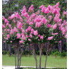 LAGERSTROEMIA BEZ POŁUDNIA - sadzonki 100cm