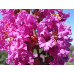 LAGERSTROEMIA BEZ POŁUDNIA - sadzonki 100cm