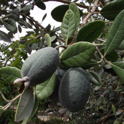 AKKA SELLOWA Feijoa