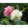 KETMIA ZMIENNA