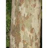 PLATAN KLONOLISTNY