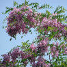 ROBINIA fertilis Włochata