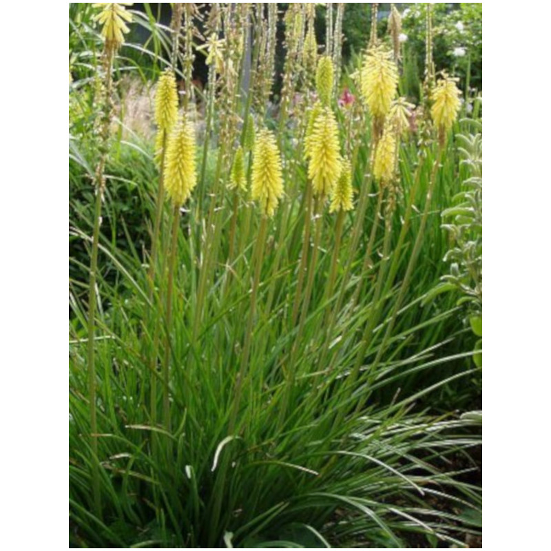 TRYTOMA CYTRYNOWA Kniphofia