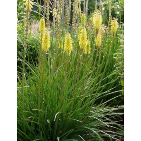 TRYTOMA CYTRYNOWA Kniphofia