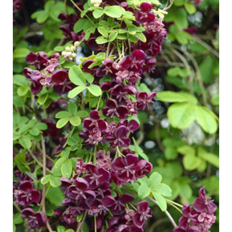 AKEBIA PIĘCIOLISTKOWA Czekoladowe pnącze