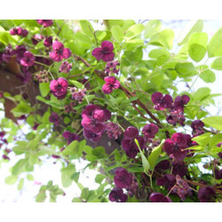 AKEBIA PIĘCIOLISTKOWA Czekoladowe pnącze