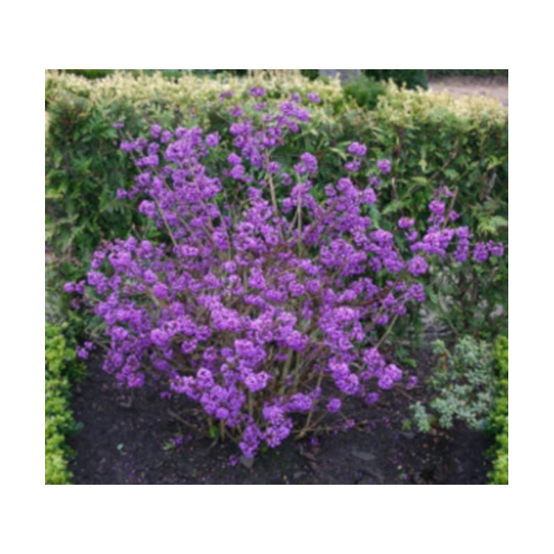 PIĘKNOTKA JAPOŃSKA POŁADNIA