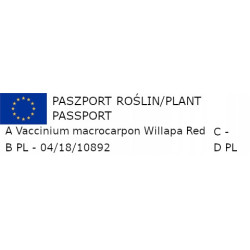 ŻURAWINA WIELKOOWOCOWA WILLAPA RED - sadzonki w doniczkach