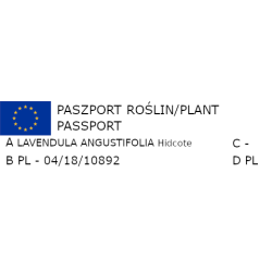 LAWENDA WĄSKOLISTNA FIOLETOWA Hidcote