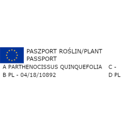 WINOBLUSZCZ Parthenocissus