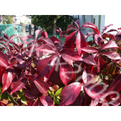 WINOBLUSZCZ Parthenocissus