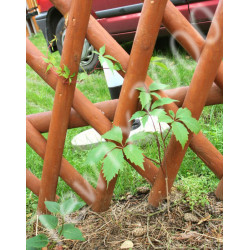 WINOBLUSZCZ Parthenocissus