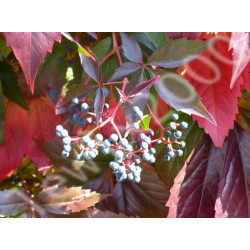 WINOBLUSZCZ Parthenocissus