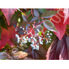 WINOBLUSZCZ Parthenocissus