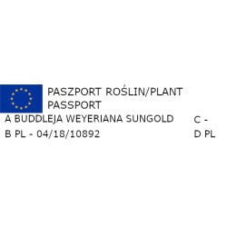 BUDLEJA WEYERIANA SUNGOLD