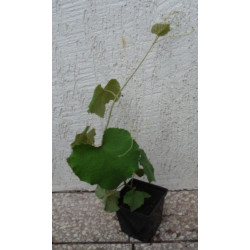 WINOROŚL AMURSKA - Winogrono