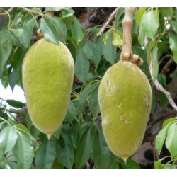 BAOBAB AFRYKAŃSKI Adansonia