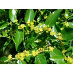 JUJUBA POSPOLITA Głożyna