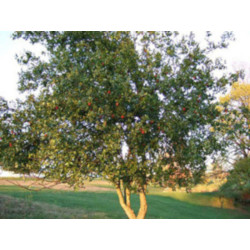 JUJUBA POSPOLITA Głożyna