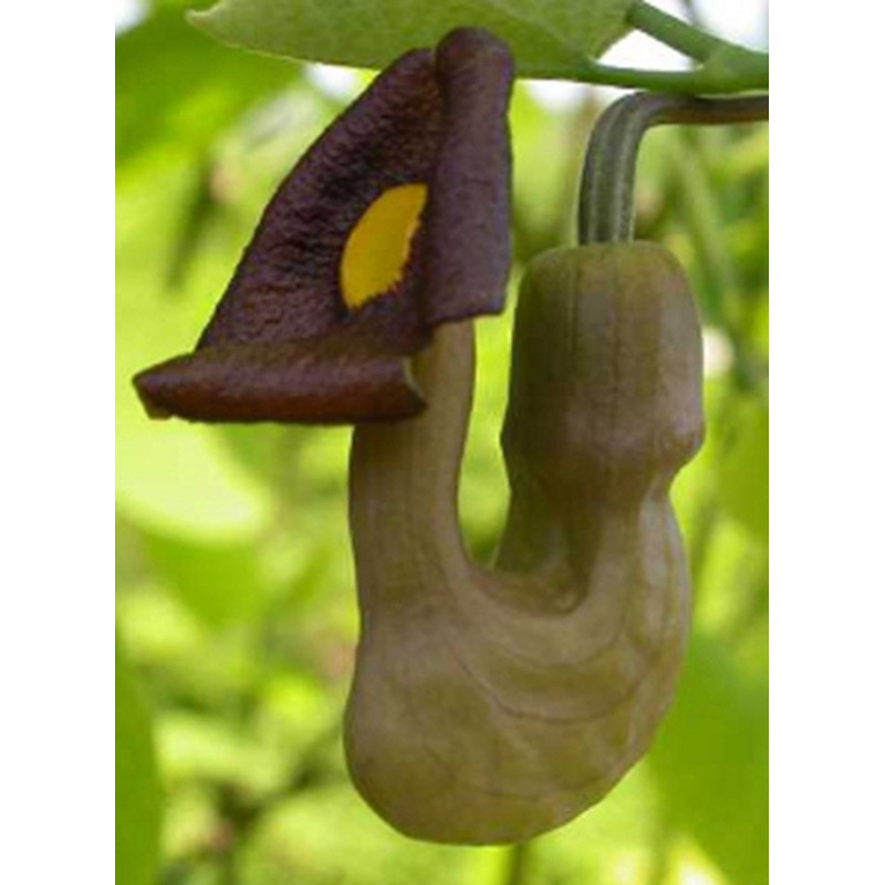 KOKORNAK MANDŻURSKI Aristolochia