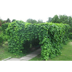 KOKORNAK MANDŻURSKI Aristolochia