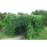 KOKORNAK MANDŻURSKI Aristolochia