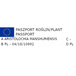 KOKORNAK MANDŻURSKI Aristolochia