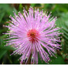 MIMOZA WSTYDLIWA Mimosa
