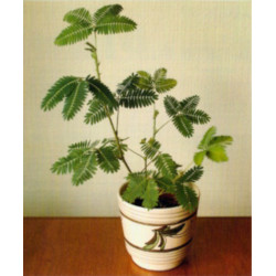 MIMOZA WSTYDLIWA Mimosa