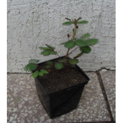 MIMOZA WSTYDLIWA Mimosa