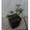 MIMOZA WSTYDLIWA Mimosa