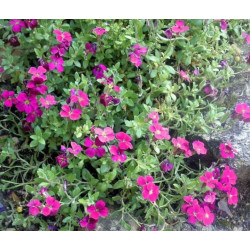 ŻAGWIN ZWYCZAJNY Rosenteppich