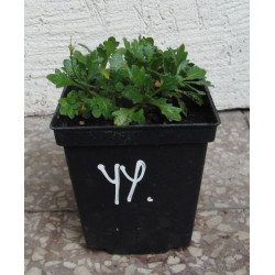 ŻAGWIN ZWYCZAJNY Rosenteppich