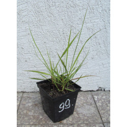 ROZPLENICA JAPOŃSKA Compressum