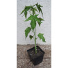 KETMIA BYLINOWA ALBIFLORUS