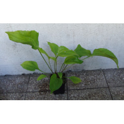 JEŻÓWKA PURPUROWA Echinacea