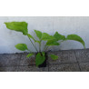 JEŻÓWKA PURPUROWA Echinacea