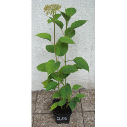 HORTENSJA CANDYBELLE MARSHMALLOW