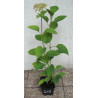 HORTENSJA CANDYBELLE MARSHMALLOW