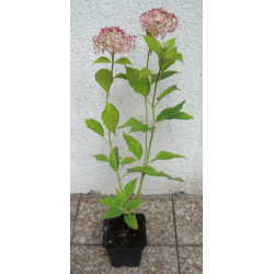 HORTENSJA Candybella Bubblegum