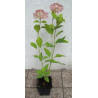 HORTENSJA Candybella Bubblegum
