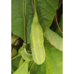 KOKORNAK WIELKOLISTNY