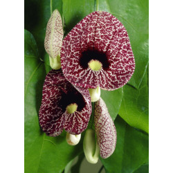 KOKORNAK WIELKOLISTNY